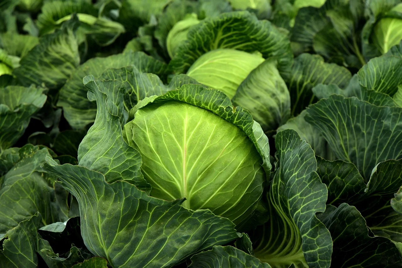cabbage-3722517_1280-1.webp