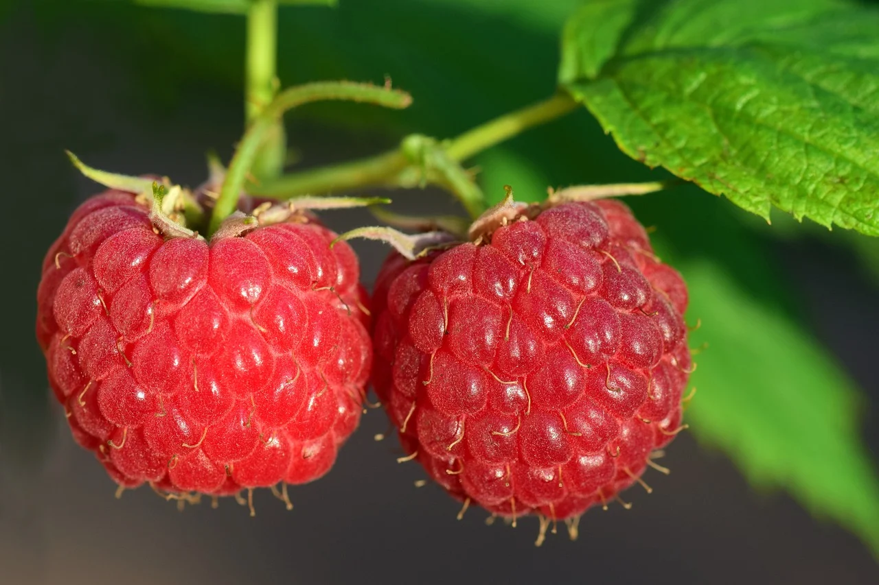 raspberries-3454504_1280.webp